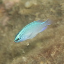 Chrysiptera glauca (Cuvier, 1830)