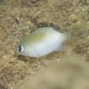 Plectroglyphidodon imparipennis (Vaillant et Sauvage, 1875)