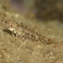 Enneapterygius philippinus (Peters, 1869)