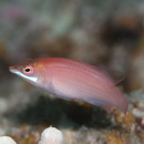 Pseudocheilinus evanidus Jordan et Evermann, 1903