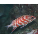 Sargocentron diadema (Lacepede, 1802)