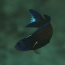 Labropsis xanthonota Randall, 1981