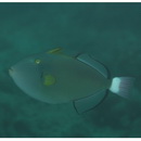 Melichthys vidua (Richardson, 1845)