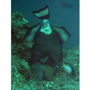 Balistoides viridescens (Bloch et Schneider, 1801)