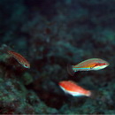 Paracheilinus carpenteri Randall et Lubbock, 1981