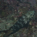 Chlorurus bowersi (Snyder, 1909)