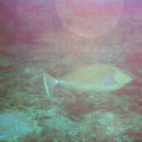 Naso unicornis (Forsskal, 1775)