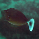 Naso brevirostris (Cuvier, 1829)