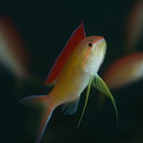 Pseudanthias dispar (Herre, 1955)