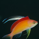 Pseudanthias dispar (Herre, 1955)