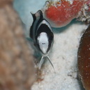 Chrysiptera tricincta (Allen et Randall, 1974)