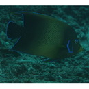 Pomacanthus semicirculatus (Cuvier, 1831)