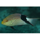 Bodianus loxozonus (Snyder, 1908)