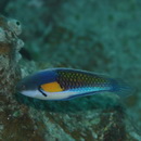 Cirrhilabrus lyukyuensis Ishikawa, 1904