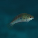 Cirrhilabrus lyukyuensis Ishikawa, 1904