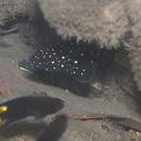 Epinephelus coeruleopunctatus (Bloch, 1790)