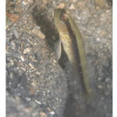 Myersina nigrivirgata Akihito et Meguro, 1983