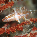 Oxycheilinus unifasciatus (Streets, 1877)