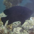 Neoglyphidodon melas (Cuvier, 1830)