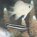 Labropsis manabei Schmidt, 1931