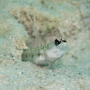 Vanderhorstia phaeostictus (Randall, Shao et Chen, 2007)