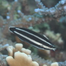 Labropsis manabei Schmidt, 1931