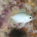 Pomacentrus lepidogenys Fowler et Bean, 1928