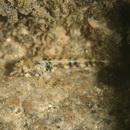 Enneapterygius philippinus (Peters, 1869)