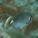 Naso brevirostris (Cuvier, 1829)