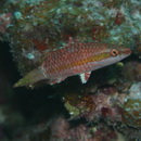 Oxycheilinus unifasciatus (Streets, 1877)