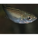 Kuhlia mugil (Forster, 1801)