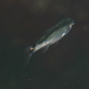 Kuhlia mugil (Forster, 1801)