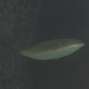 Stethojulis strigiventer (Bennett, 1832)