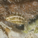 Scarus ghobban Forsskal, 1775