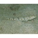 Synodus dermatogenys Fowler, 1912