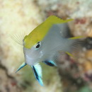 Neoglyphidodon melas (Cuvier, 1830)