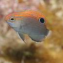 Pomacentrus bankanensis Bleeker, 1853