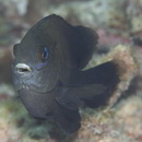 Stegastes nigricans (Lacepede, 1802)