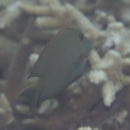 Ctenochaetus striatus (Quoy et Gaimard, 1825)