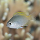 Pomacentrus lepidogenys Fowler et Bean, 1928