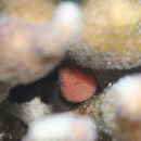 Paragobiodon echinocephalus (Ruppell, 1830)