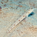 Vanderhorstia wayag Allen et Erdmann, 2012