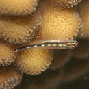 Eviota sebreei Jordan et Seale, 1906