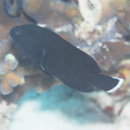 Cephalopholis sonnerati (Valenciennes, 1828)