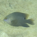 Stegastes nigricans (Lacepede, 1802)