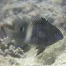 Stegastes albifasciatus (Schlegel et Muller, 1839)