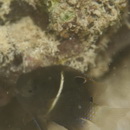 Chrysiptera biocellata (Quoy et Gaimard, 1825)