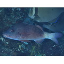 Parupeneus insularis Randall et Myers, 2002