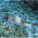 Parupeneus insularis Randall et Myers, 2002