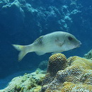 Parupeneus insularis Randall et Myers, 2002